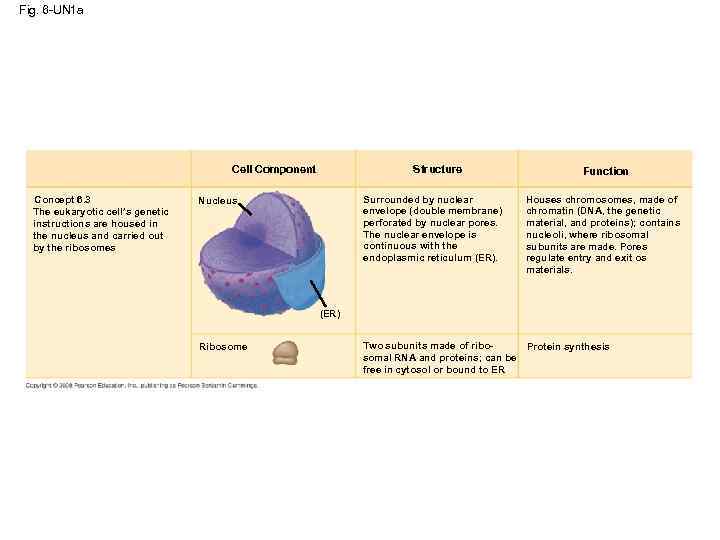 Fig. 6 -UN 1 a Structure Cell Component Concept 6. 3 The eukaryotic cell’s