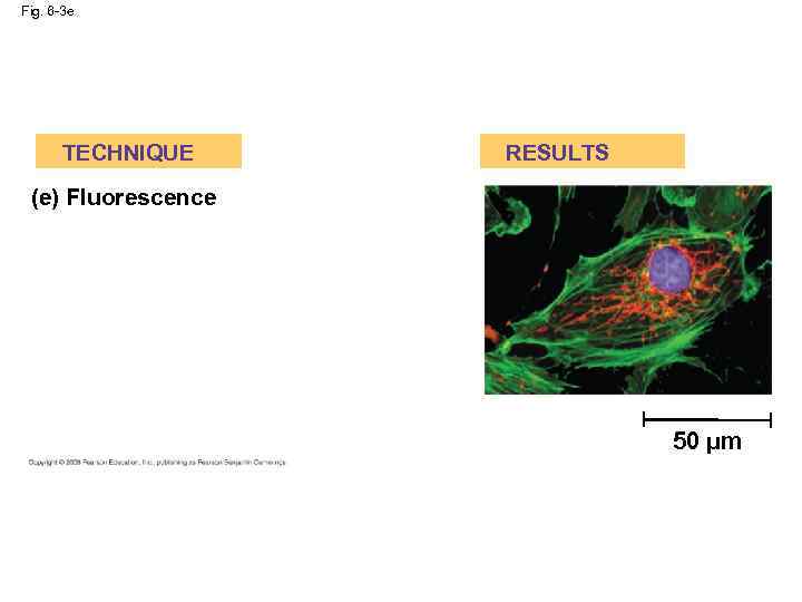 Fig. 6 -3 e TECHNIQUE RESULTS (e) Fluorescence 50 µm 