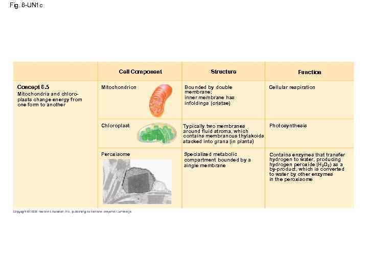 Fig. 6 -UN 1 c Cell Component Concept 6. 5 Structure Function Mitochondrion Bounded