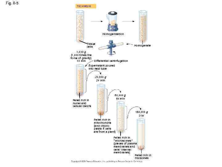 Fig. 6 -5 TECHNIQUE Homogenization Tissue cells Homogenate 1, 000 g (1, 000 times