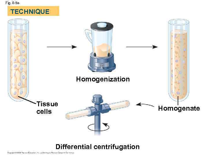 Fig. 6 -5 a TECHNIQUE Homogenization Tissue cells Differential centrifugation Homogenate 