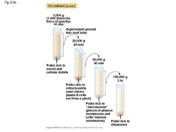 Fig. 6 -5 b TECHNIQUE (cont. ) 1, 000 g (1, 000 times the