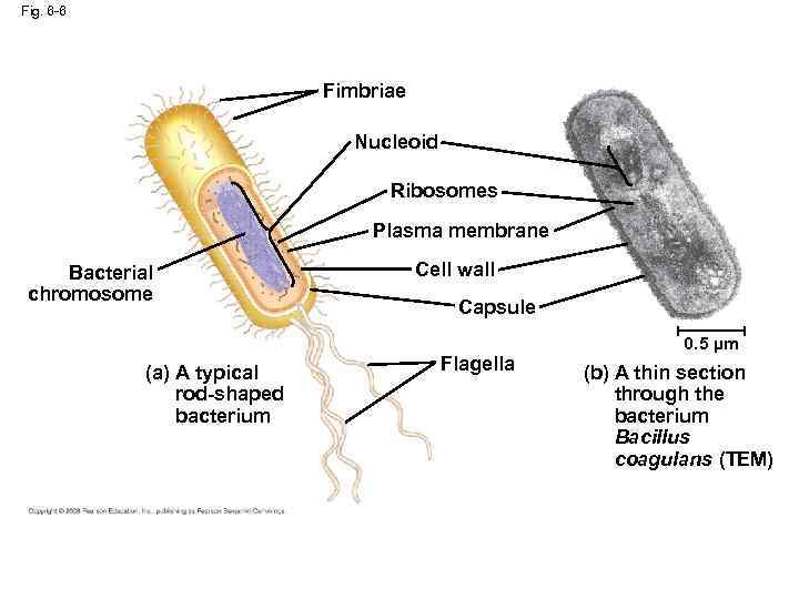 Fig. 6 -6 Fimbriae Nucleoid Ribosomes Plasma membrane Bacterial chromosome (a) A typical rod-shaped