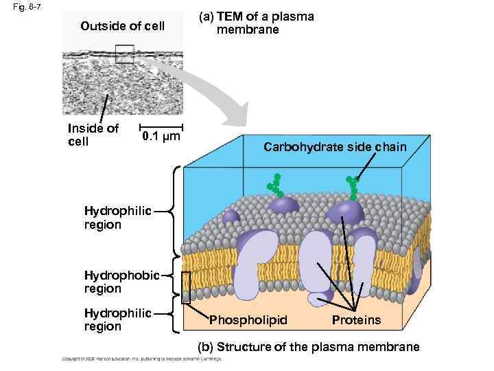 Fig. 6 -7 Outside of cell Inside of cell 0. 1 µm (a) TEM