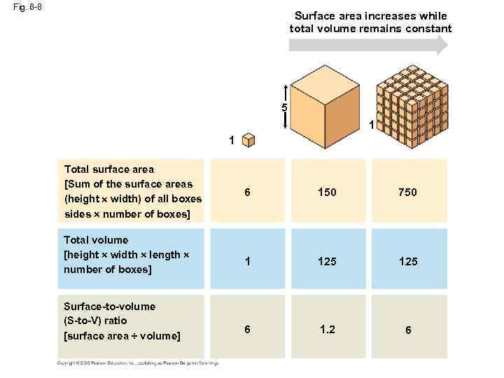 Fig. 6 -8 Surface area increases while total volume remains constant 5 1 1