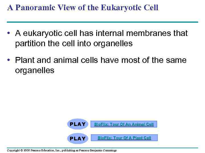 A Panoramic View of the Eukaryotic Cell • A eukaryotic cell has internal membranes