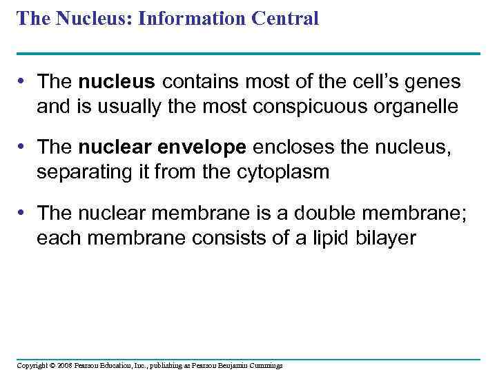 The Nucleus: Information Central • The nucleus contains most of the cell’s genes and