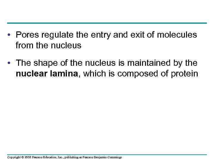  • Pores regulate the entry and exit of molecules from the nucleus •