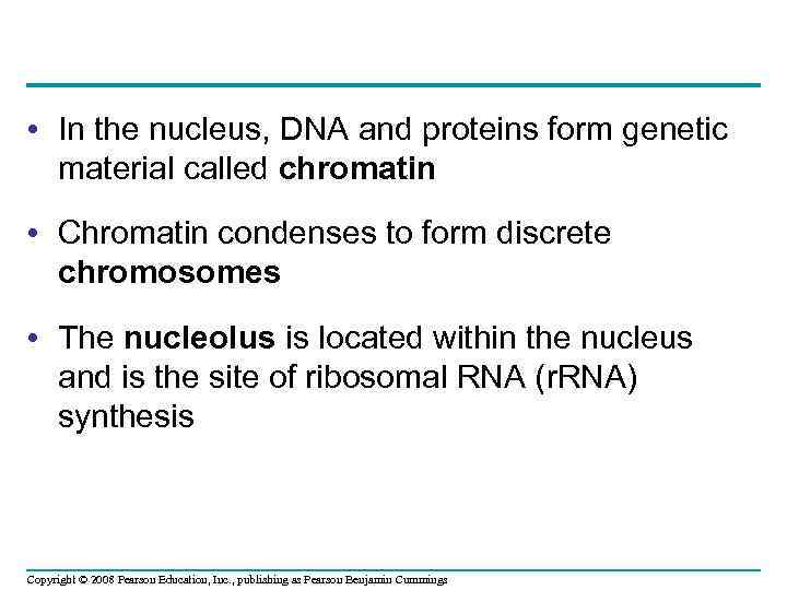  • In the nucleus, DNA and proteins form genetic material called chromatin •