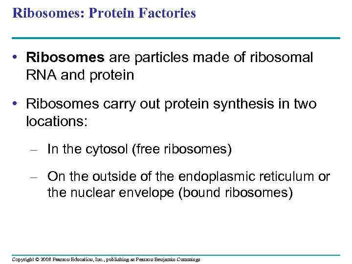 Ribosomes: Protein Factories • Ribosomes are particles made of ribosomal RNA and protein •