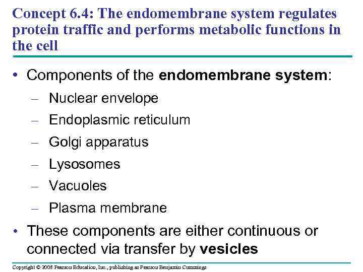 Concept 6. 4: The endomembrane system regulates protein traffic and performs metabolic functions in