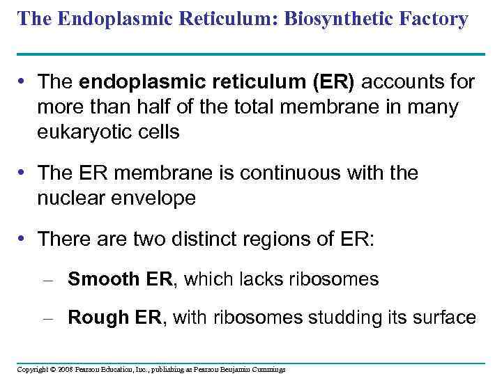 The Endoplasmic Reticulum: Biosynthetic Factory • The endoplasmic reticulum (ER) accounts for more than