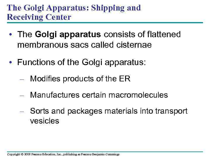 The Golgi Apparatus: Shipping and Receiving Center • The Golgi apparatus consists of flattened