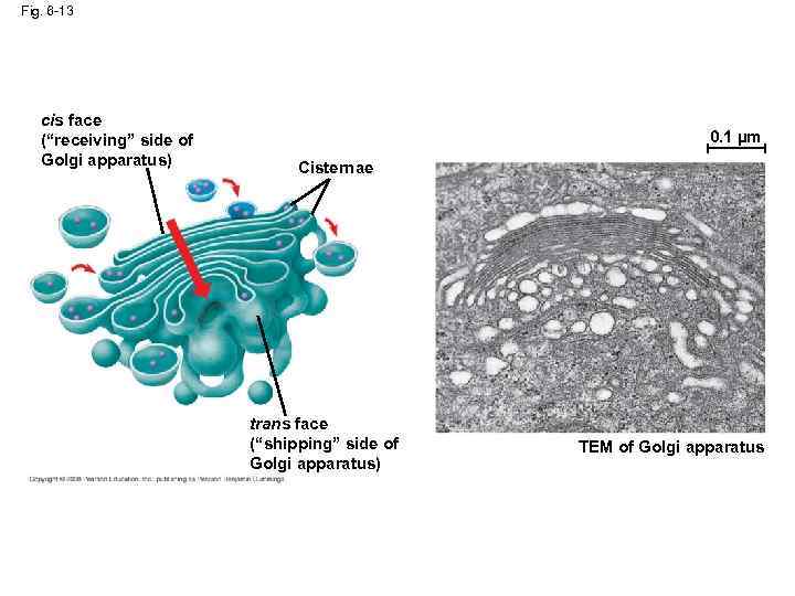 Fig. 6 -13 cis face (“receiving” side of Golgi apparatus) 0. 1 µm Cisternae