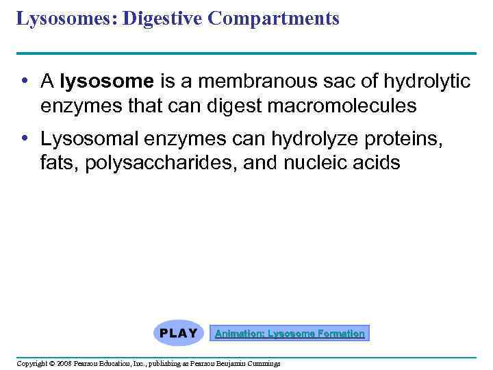 Lysosomes: Digestive Compartments • A lysosome is a membranous sac of hydrolytic enzymes that