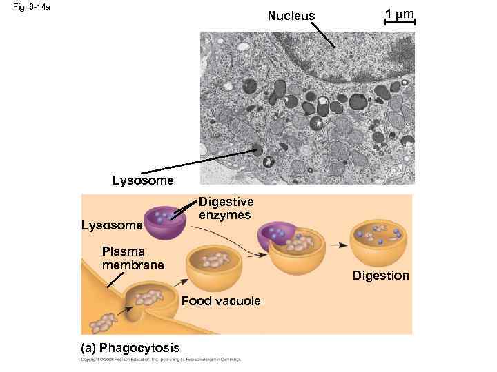 Fig. 6 -14 a Nucleus 1 µm Lysosome Digestive enzymes Plasma membrane Digestion Food