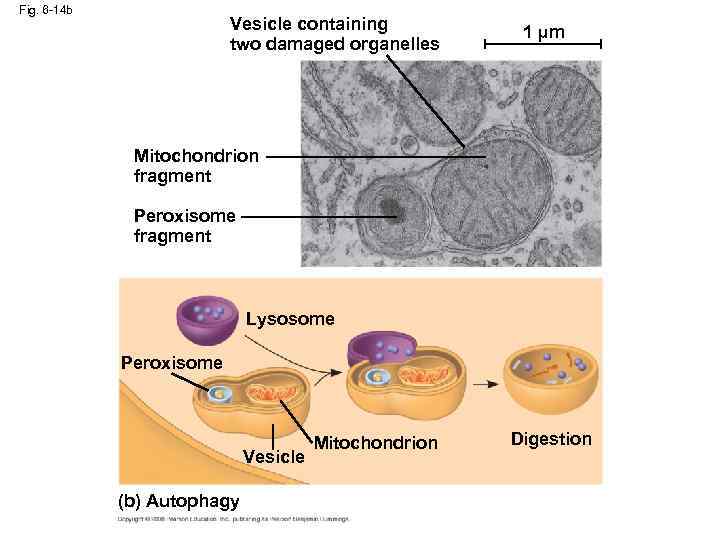 Fig. 6 -14 b Vesicle containing two damaged organelles 1 µm Mitochondrion fragment Peroxisome