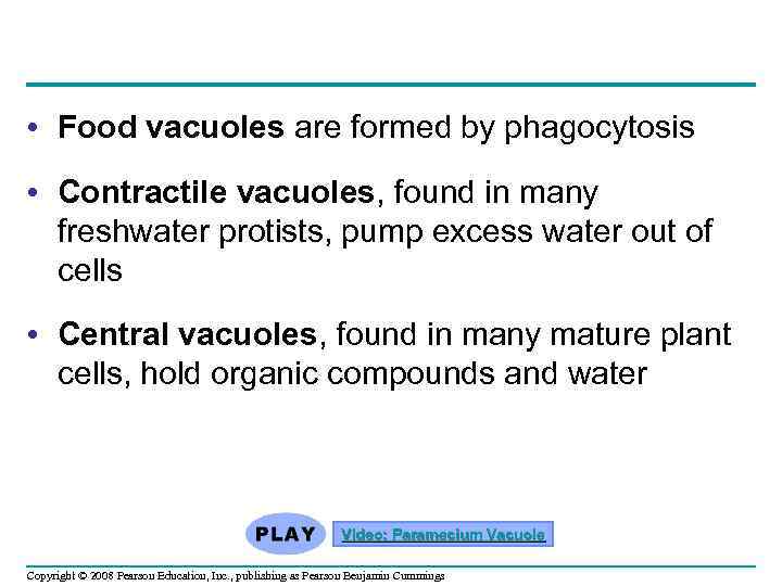  • Food vacuoles are formed by phagocytosis • Contractile vacuoles, found in many