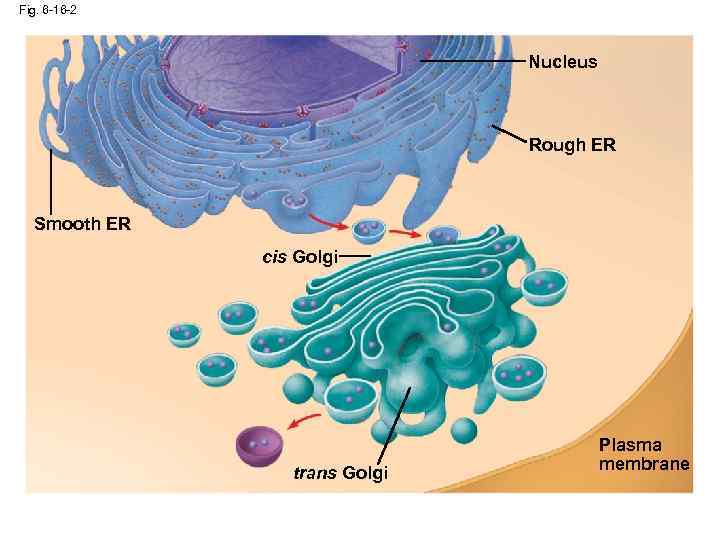 Fig. 6 -16 -2 Nucleus Rough ER Smooth ER cis Golgi trans Golgi Plasma