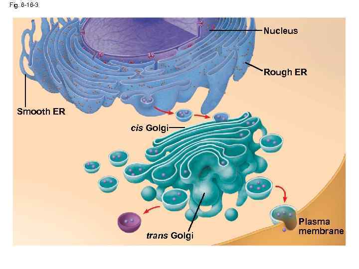 Fig. 6 -16 -3 Nucleus Rough ER Smooth ER cis Golgi trans Golgi Plasma