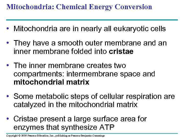 Mitochondria: Chemical Energy Conversion • Mitochondria are in nearly all eukaryotic cells • They