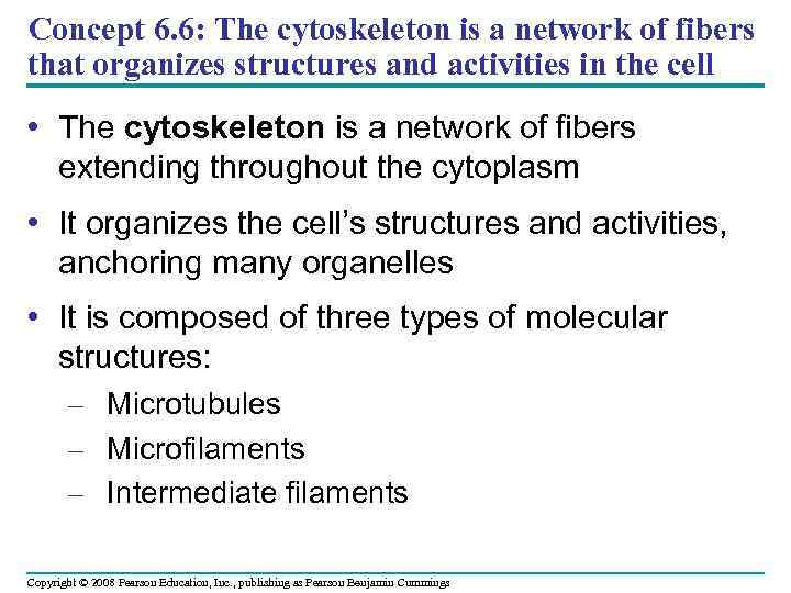 Concept 6. 6: The cytoskeleton is a network of fibers that organizes structures and