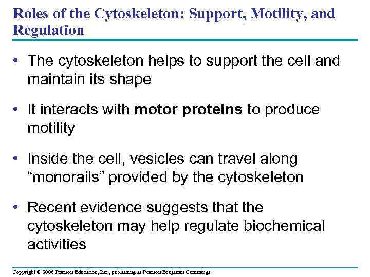 Roles of the Cytoskeleton: Support, Motility, and Regulation • The cytoskeleton helps to support