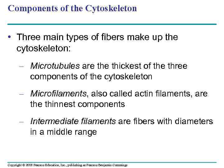 Components of the Cytoskeleton • Three main types of fibers make up the cytoskeleton: