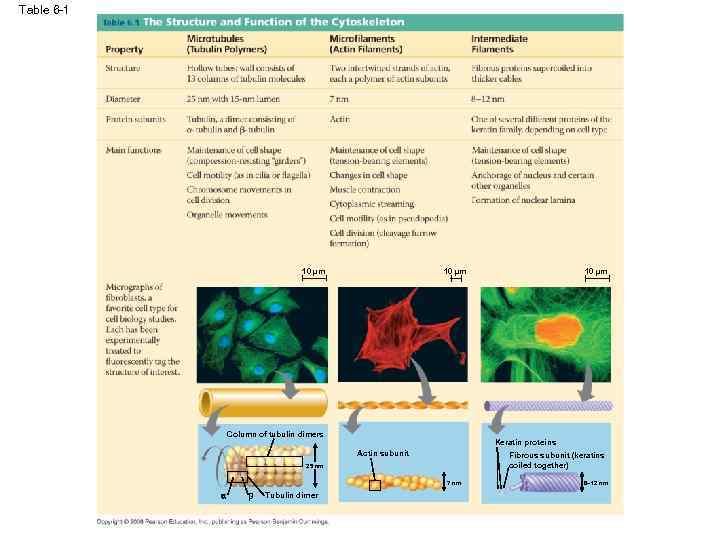 Table 6 -1 10 µm Column of tubulin dimers Keratin proteins Actin subunit Fibrous