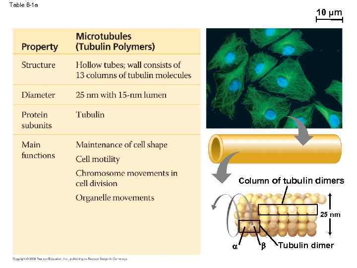 Table 6 -1 a 10 µm Column of tubulin dimers 25 nm Tubulin dimer