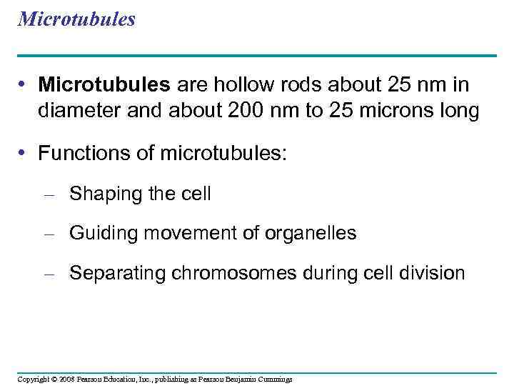 Microtubules • Microtubules are hollow rods about 25 nm in diameter and about 200