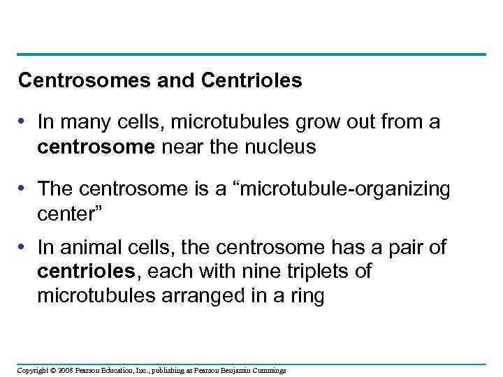 Centrosomes and Centrioles • In many cells, microtubules grow out from a centrosome near