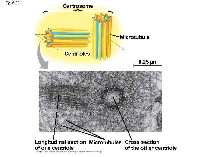 Fig. 6 -22 Centrosome Microtubule Centrioles 0. 25 µm Longitudinal section Microtubules Cross section