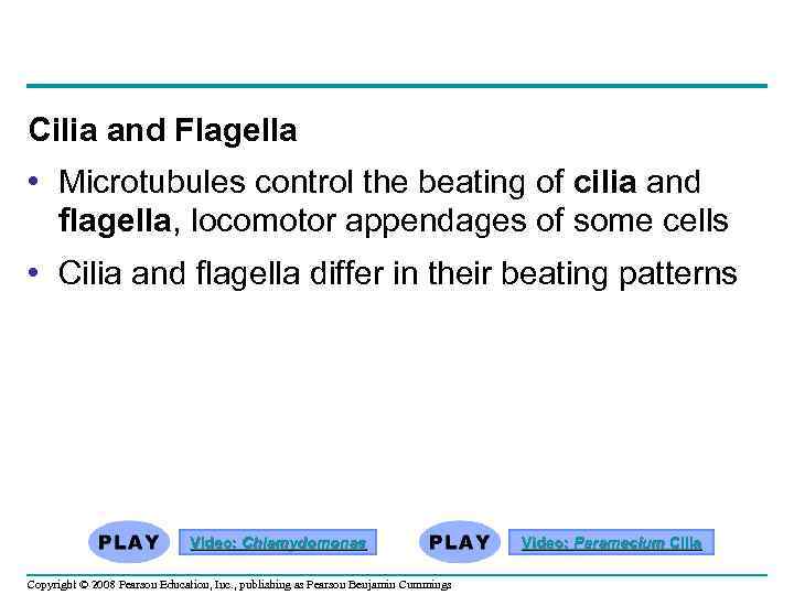 Cilia and Flagella • Microtubules control the beating of cilia and flagella, locomotor appendages