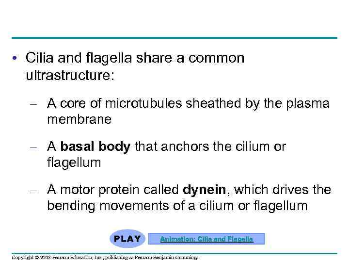  • Cilia and flagella share a common ultrastructure: – A core of microtubules