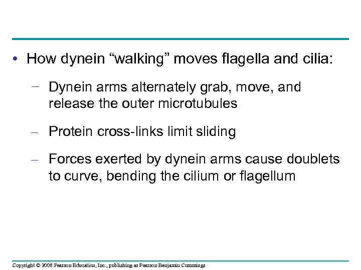  • How dynein “walking” moves flagella and cilia: − Dynein arms alternately grab,