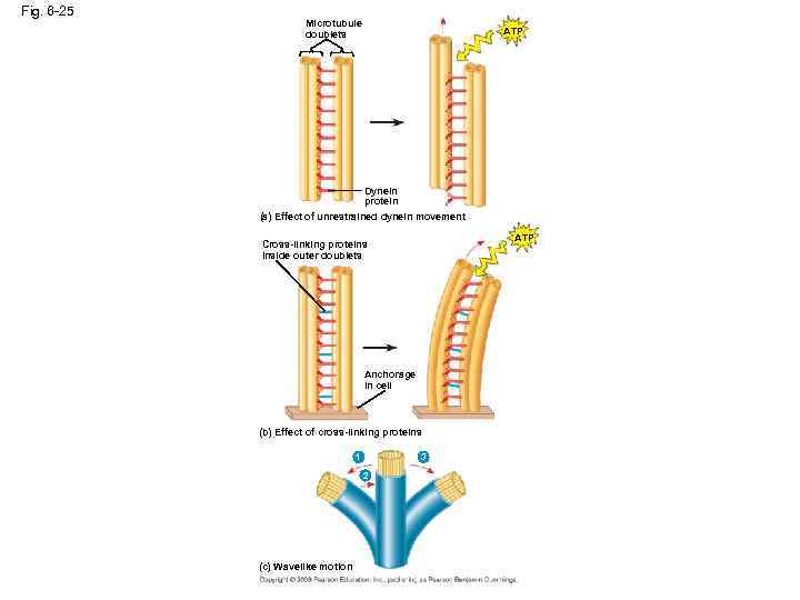 Fig. 6 -25 Microtubule doublets ATP Dynein protein (a) Effect of unrestrained dynein movement