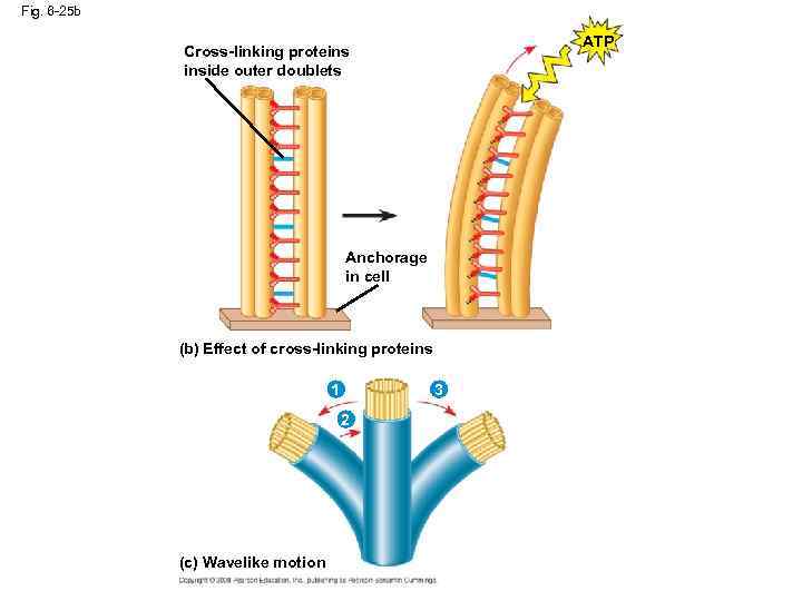 Fig. 6 -25 b ATP Cross-linking proteins inside outer doublets Anchorage in cell (b)