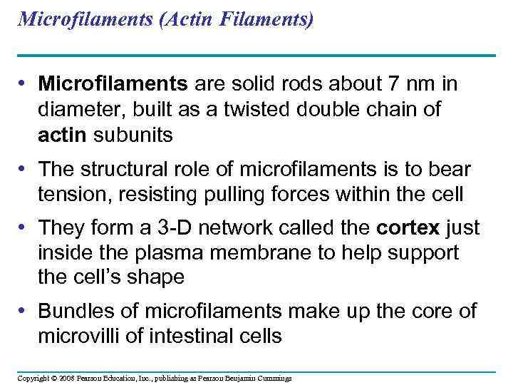 Microfilaments (Actin Filaments) • Microfilaments are solid rods about 7 nm in diameter, built