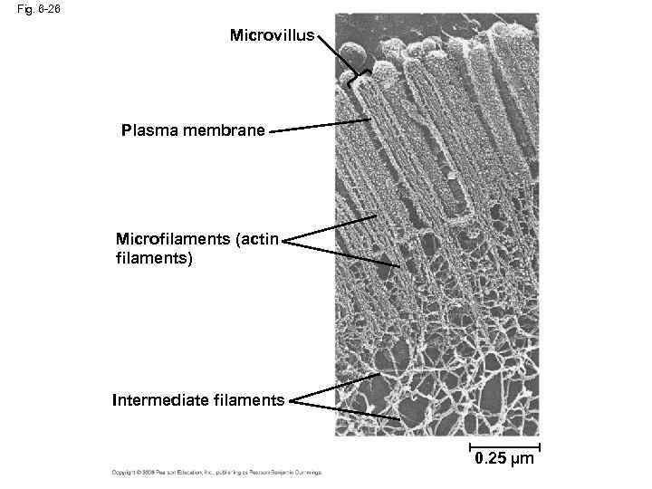 Fig. 6 -26 Microvillus Plasma membrane Microfilaments (actin filaments) Intermediate filaments 0. 25 µm