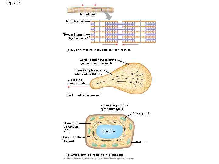 Fig. 6 -27 Muscle cell Actin filament Myosin arm (a) Myosin motors in muscle