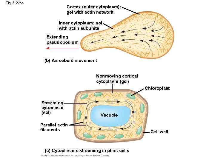 Fig. 6 -27 bc Cortex (outer cytoplasm): gel with actin network Inner cytoplasm: sol