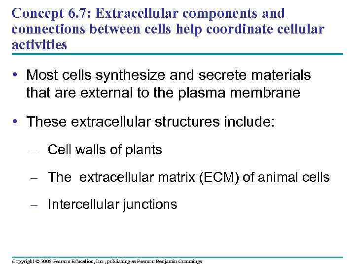 Concept 6. 7: Extracellular components and connections between cells help coordinate cellular activities •