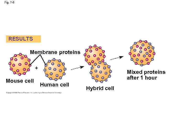 Fig. 7 -6 RESULTS Membrane proteins Mouse cell Mixed proteins after 1 hour Human