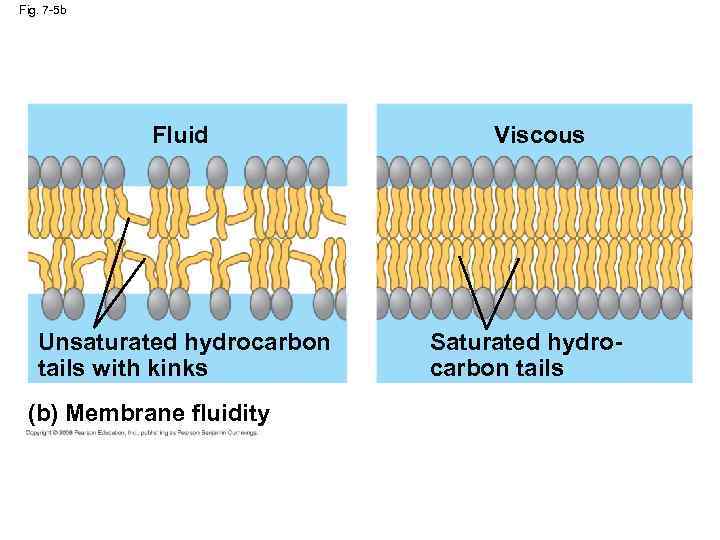 Fig. 7 -5 b Fluid Unsaturated hydrocarbon tails with kinks (b) Membrane fluidity Viscous