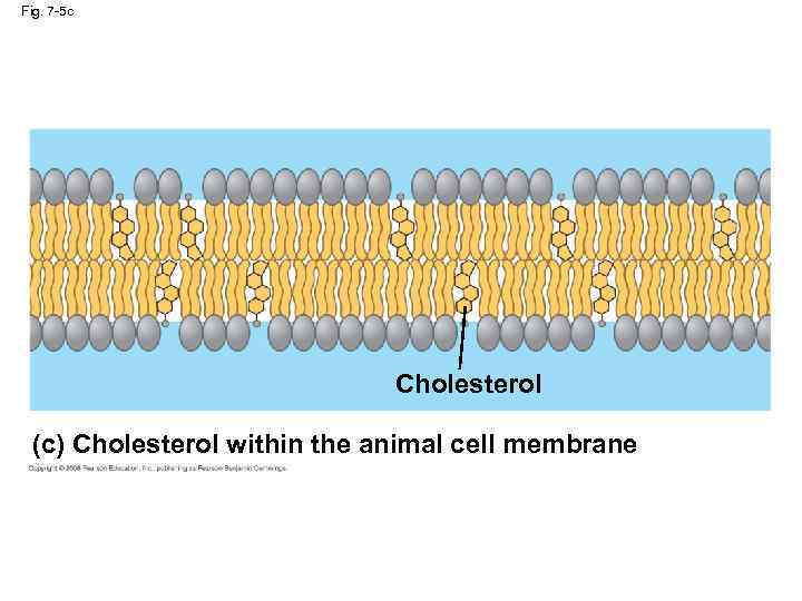 Fig. 7 -5 c Cholesterol (c) Cholesterol within the animal cell membrane 