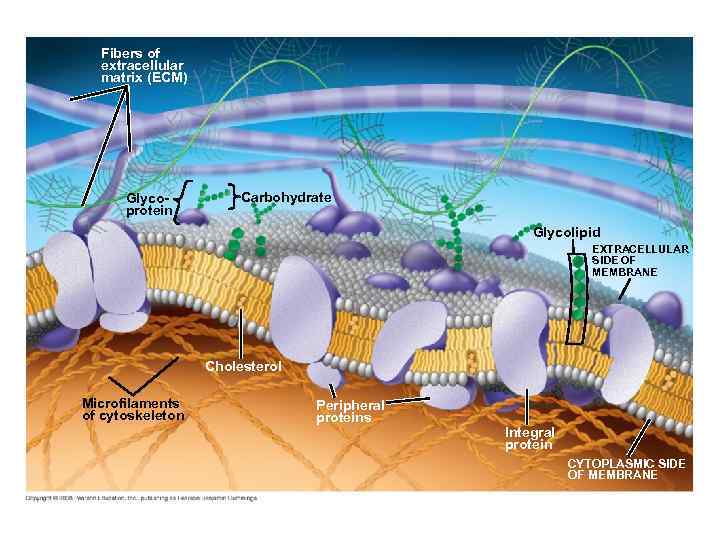 Fig. 7 -7 Fibers of extracellular matrix (ECM) Glycoprotein Carbohydrate Glycolipid EXTRACELLULAR SIDE OF