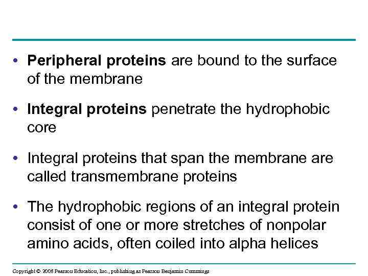  • Peripheral proteins are bound to the surface of the membrane • Integral