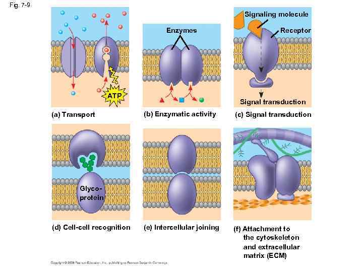 Fig. 7 -9 Signaling molecule Enzymes ATP (a) Transport Receptor Signal transduction (b) Enzymatic