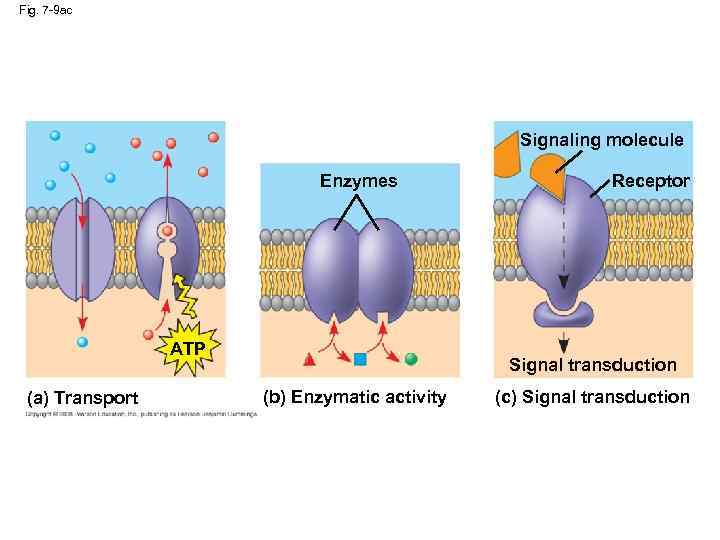 Fig. 7 -9 ac Signaling molecule Enzymes ATP (a) Transport Receptor Signal transduction (b)